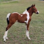 spike foal
