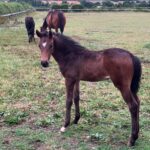 spike foal moonstar